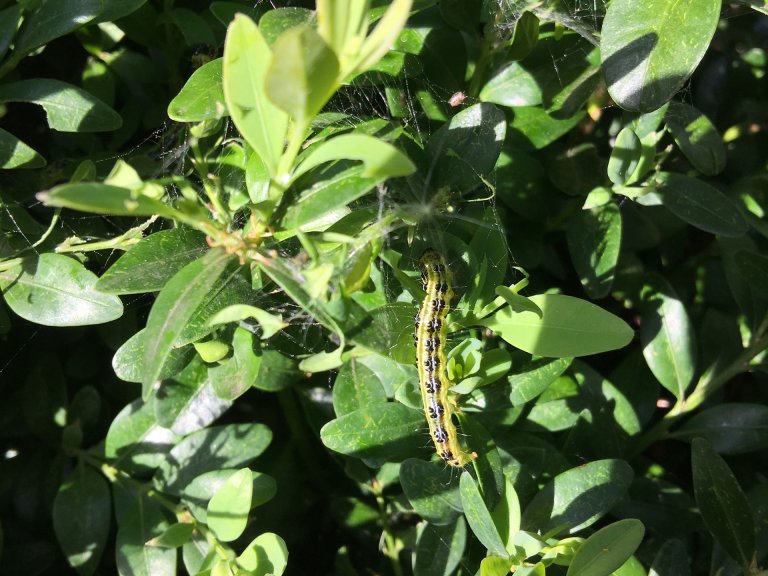 Grossansicht in neuem Fenster: Buchsbaumzünsler