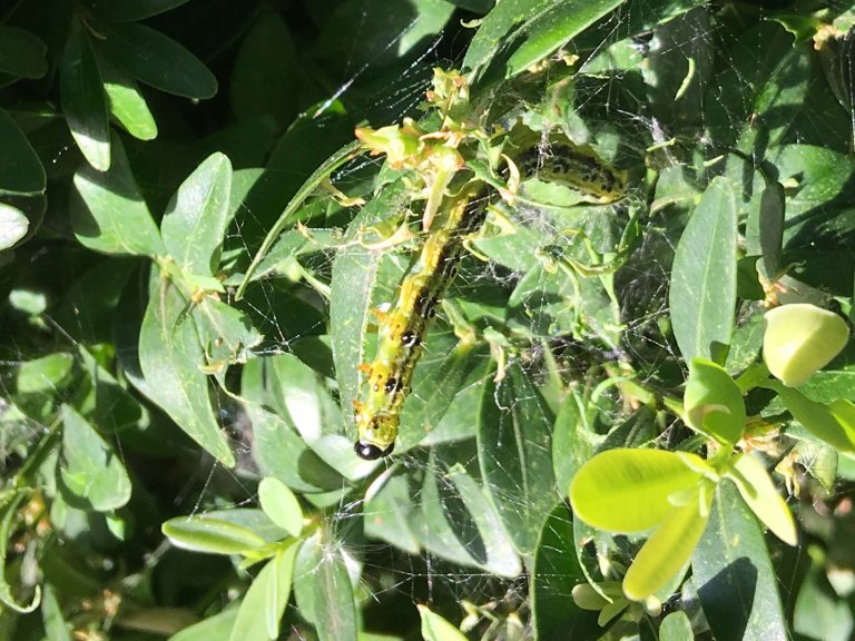 Grossansicht in neuem Fenster: Buchsbaumzünsler
